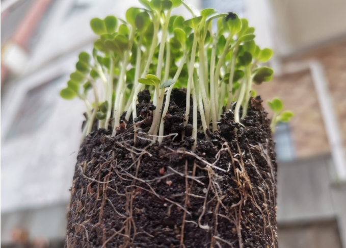 根系分析儀是什么？植物根系掃描系統(tǒng)可測量范圍介紹