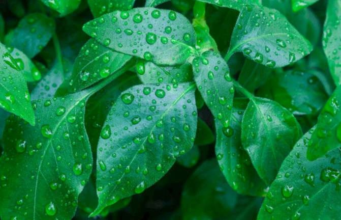 植物光合作用測(cè)定儀測(cè)定之前該如何選擇葉片？